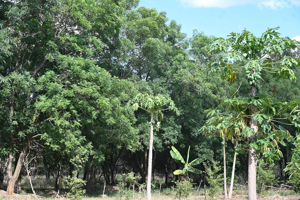 A-once-barren-land-transformed-into-a-lush-green-forest-symbolizing-decades-of-dedication-to-environmental-stewardship
