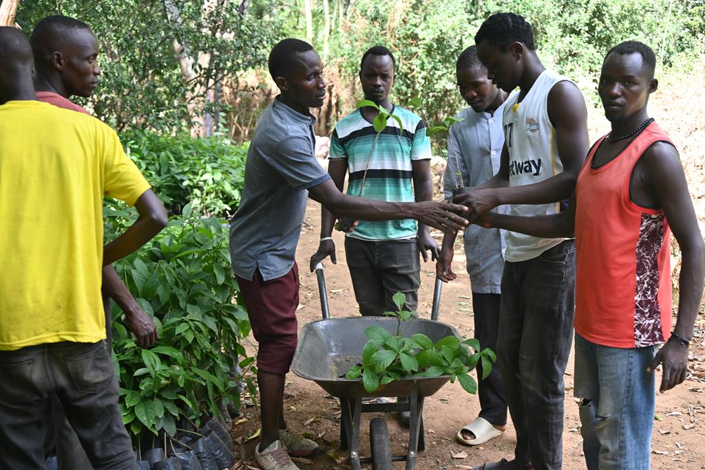 Hospital-Agricultural-staff-transporting-Tree-seedlings-for-planting