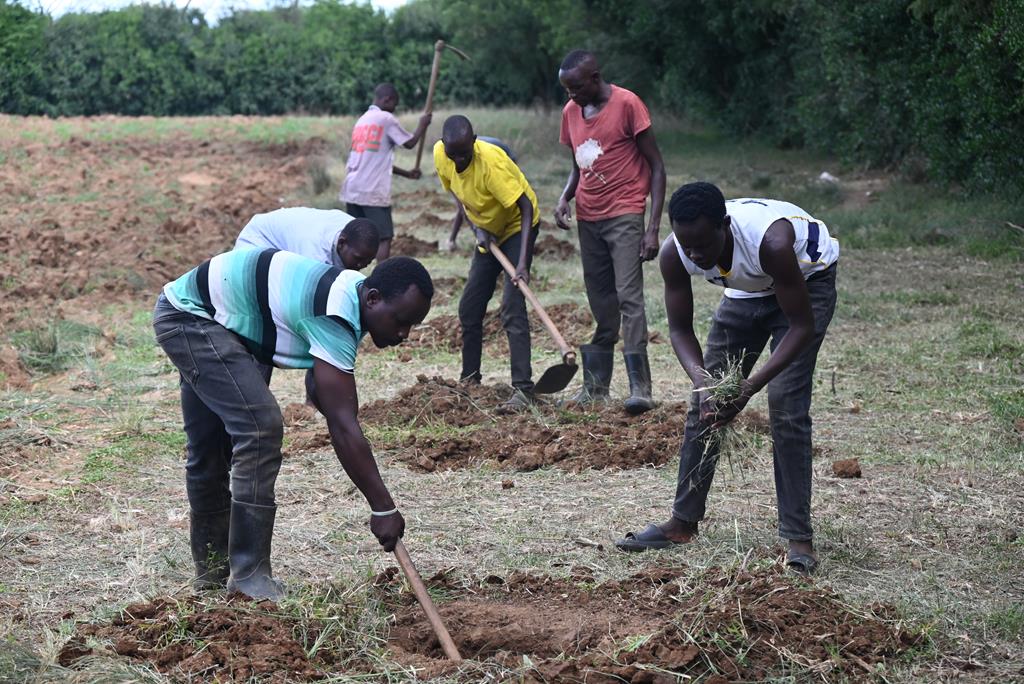 Staff preparing holes for tree seedlings on hospital Agricultural land continuing a tradition started 25 years ago that has grown into a thriving forest